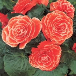 Menu Salmon Lace Picotee Begonia 6 Menu Salmon Lace Picotee Begonia -US Garden Plants Sales 2024 71121 salmon lace picotee begonia 2 1