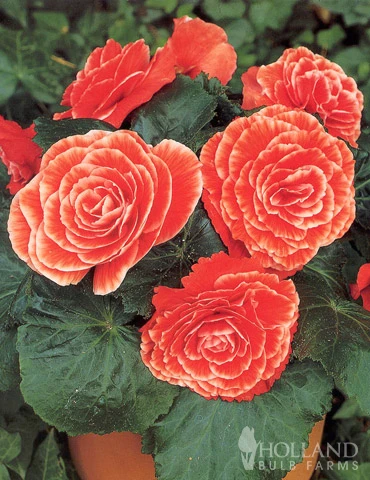 Menu Salmon Lace Picotee Begonia 4 Menu Salmon Lace Picotee Begonia - Image 2