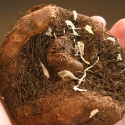 Menu Salmon Lace Picotee Begonia 7 Menu Salmon Lace Picotee Begonia -US Garden Plants Sales 2024 71121 salmon lace picotee begonia 3