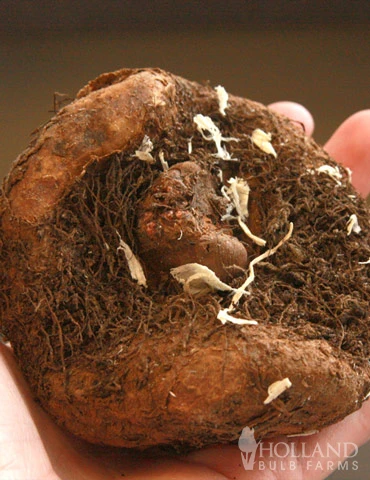 Menu Salmon Lace Picotee Begonia 5 Menu Salmon Lace Picotee Begonia - Image 3