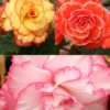 Menu Picotee Begonia Collection 1 Menu Picotee Begonia Collection -US Garden Plants Sales 2024 71123 picotee begonia
