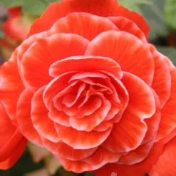 Menu Picotee Begonia Collection -US Garden Plants Sales 2024 71123 picotee begonia 5