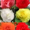 Menu Double Begonia Collection -US Garden Plants Sales 2024 71124 double begonia collection