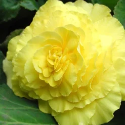 Menu Double Begonia Collection -US Garden Plants Sales 2024 71124 double begonia collection 4