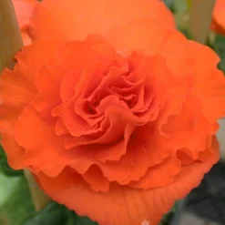 Menu Double Begonia Collection -US Garden Plants Sales 2024 71124 double begonia collection 5