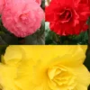Menu Ruffled Begonia Collection -US Garden Plants Sales 2024 71125 ruffled begonia collection