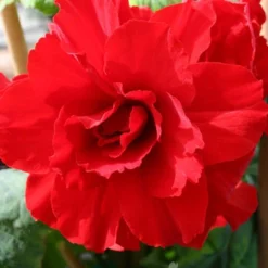 Menu Ruffled Begonia Collection 17 Menu Ruffled Begonia Collection -US Garden Plants Sales 2024 71125 ruffled begonia collection 3