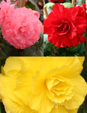 Menu Ruffled Begonia Collection 3 Menu Ruffled Begonia Collection
