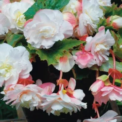 Menu Pretty Pink Porch Begonia Collection -US Garden Plants Sales 2024 71129 angelique begonia 1