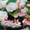 Menu Angelique Begonia -US Garden Plants Sales 2024 71129 angelique begonia