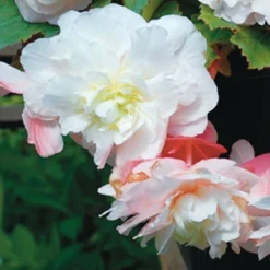 Menu Shady Container Garden Collection -US Garden Plants Sales 2024 71129 angelique begonia 2 2