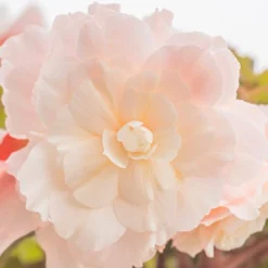 Menu Shady Container Garden Collection -US Garden Plants Sales 2024 71129 angelique begonia 4 2