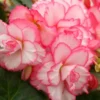 Menu Bouton De Rose Double Begonia 2 Menu Bouton De Rose Double Begonia -US Garden Plants Sales 2024 71134 1
