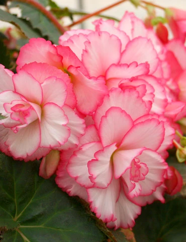 Menu Bouton De Rose Double Begonia 3 Menu Bouton De Rose Double Begonia