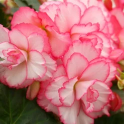 Menu Pretty Pink Porch Begonia Collection -US Garden Plants Sales 2024 71134 2