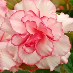 Menu Pretty Pink Porch Begonia Collection -US Garden Plants Sales 2024 71134 bouton de rose double begonia 2 2