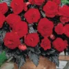 Menu Dark Leaf Red Begonia -US Garden Plants Sales 2024 71137 dark leaf red begonia