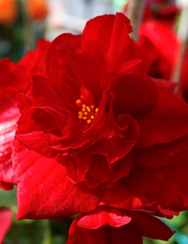Menu Dark Leaf Red Begonia 4 Menu Dark Leaf Red Begonia - Image 2