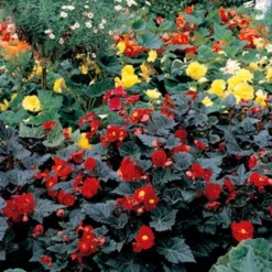 Menu Dark Leaf Red Begonia 7 Menu Dark Leaf Red Begonia -US Garden Plants Sales 2024 71137 dark leaf red begonia 3