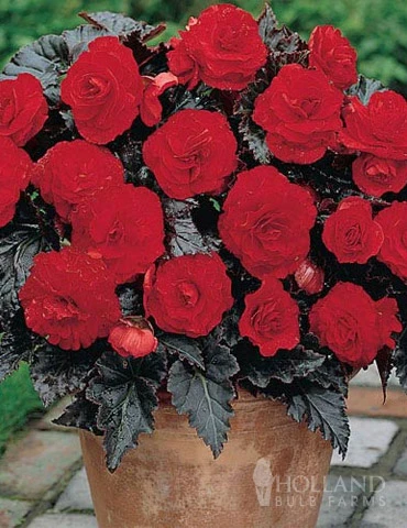 Menu Dark Leaf Red Begonia 3 Menu Dark Leaf Red Begonia