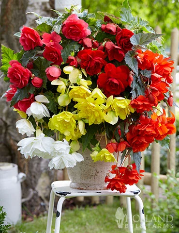 Menu Cascade Mix Begonia 3 Menu Cascade Mix Begonia