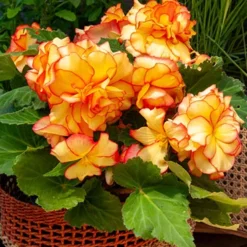 Menu Mixed Picotee Begonias 6 Menu Mixed Picotee Begonias -US Garden Plants Sales 2024 71140 mixed picotee begonias 2