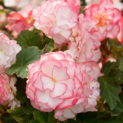 Menu Mixed Picotee Begonias 7 Menu Mixed Picotee Begonias -US Garden Plants Sales 2024 71140 mixed picotee begonias 3