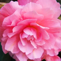 Menu Pretty Pink Porch Begonia Collection -US Garden Plants Sales 2024 71141 pink hanging basket begonia 1