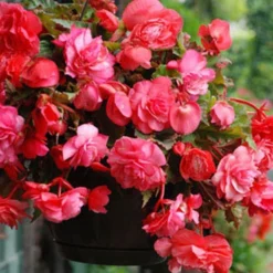 Menu Pink Hanging Basket Begonia