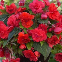 Menu Summer Patio Container Garden -US Garden Plants Sales 2024 71142 red hanging basket begonia 2 1