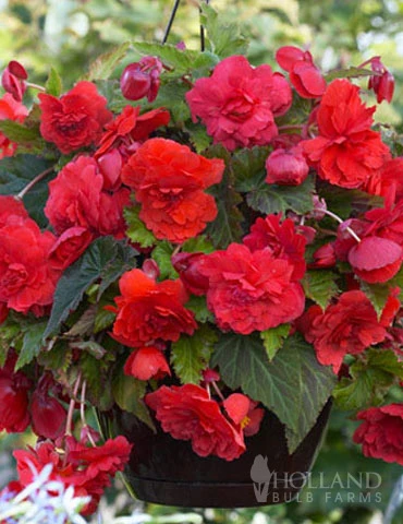 Menu Red Hanging Basket Begonia 4 Menu Red Hanging Basket Begonia - Image 2
