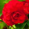 Menu Red Hanging Basket Begonia -US Garden Plants Sales 2024 71142 red hanging basket begonia 3