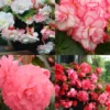 Menu Pretty Pink Porch Begonia Collection -US Garden Plants Sales 2024 71143 pretty pink porch begonia collection