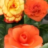 Menu Dreamy Creamy Orange Begonias Collection -US Garden Plants Sales 2024 71144 dreamy creamy orange begonias