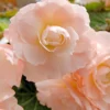 Menu Pink Blush Scentiment Begonia -US Garden Plants Sales 2024 71145