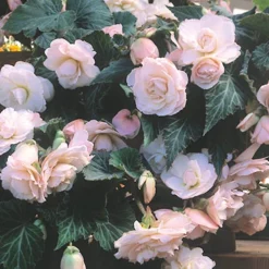 Menu Pink Blush Scentiment Begonia 5 Menu Pink Blush Scentiment Begonia -US Garden Plants Sales 2024 71145 pink blush scentiment