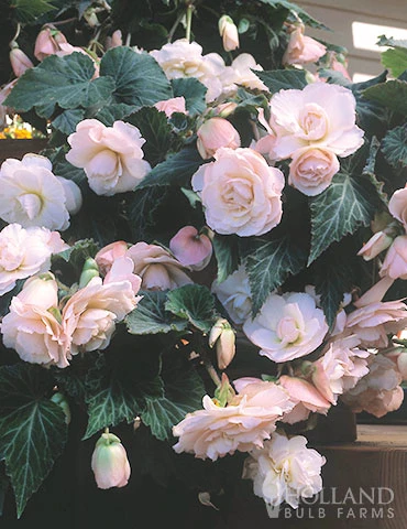 Menu Pink Blush Scentiment Begonia 4 Menu Pink Blush Scentiment Begonia - Image 2