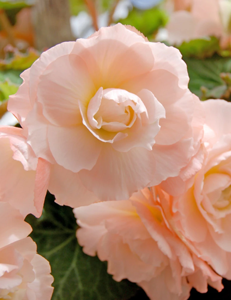 Menu Pink Blush Scentiment Begonia 3 Menu Pink Blush Scentiment Begonia