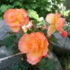 Menu Sunrise Scentiment Begonia -US Garden Plants Sales 2024 71146