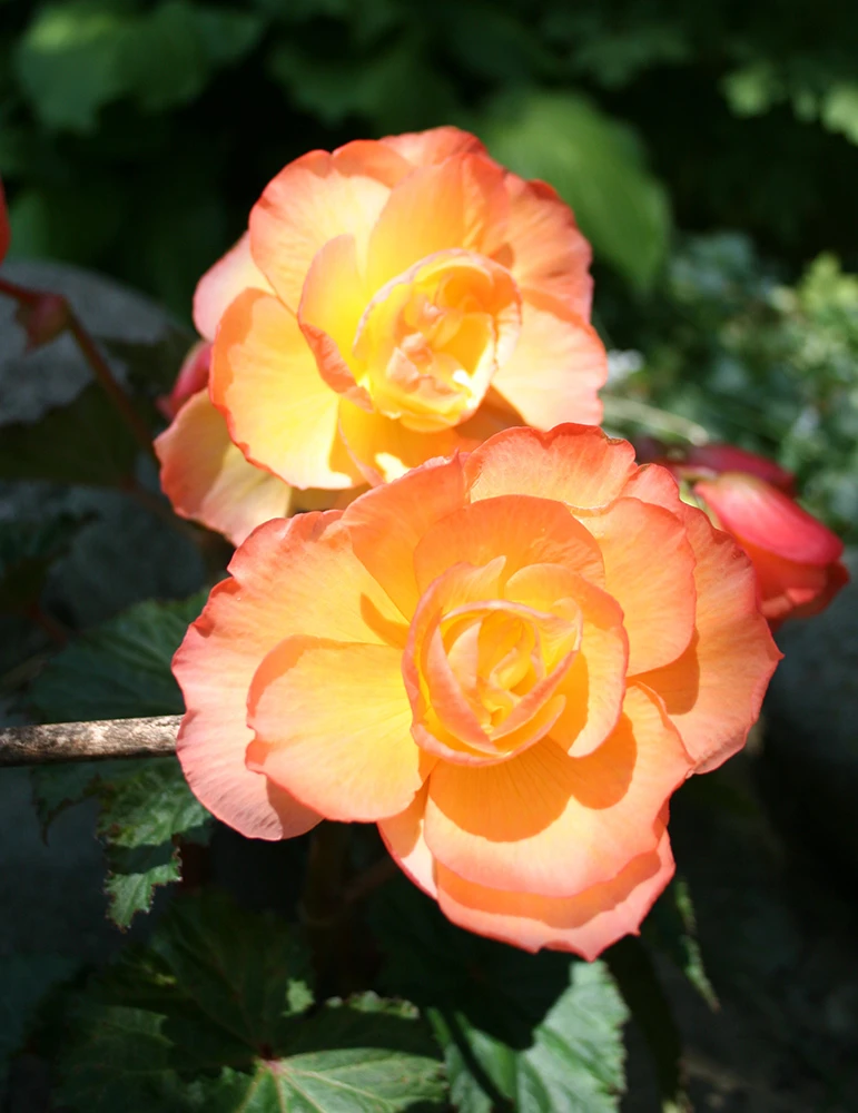 Menu Sunrise Scentiment Begonia 4 Menu Sunrise Scentiment Begonia - Image 2
