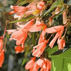 Menu San Francisco Begonia