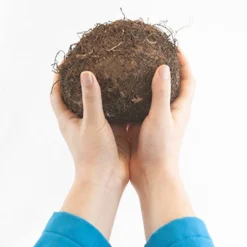 Menu Santa Cruz Begonia 7 Menu Santa Cruz Begonia -US Garden Plants Sales 2024 71150 santa cruz begonia 2