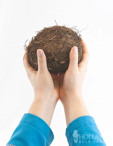 Menu Santa Cruz Begonia 4 Menu Santa Cruz Begonia - Image 2