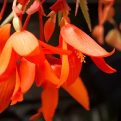 Menu Santa Cruz Begonia 8 Menu Santa Cruz Begonia -US Garden Plants Sales 2024 71150 santa cruz begonia 3