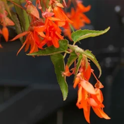 Menu Santa Cruz Begonia 9 Menu Santa Cruz Begonia -US Garden Plants Sales 2024 71150 santa cruz begonia 6