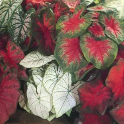 Menu Caladium Mixed (5 Per Bag)