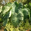 Menu Elephant Ear - Colocasia Esculenta -US Garden Plants Sales 2024 72101 elephant ear