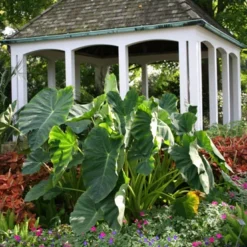 Menu Tropical Dream Garden Collection 17 Menu Tropical Dream Garden Collection -US Garden Plants Sales 2024 72101 elephant ear 2 1