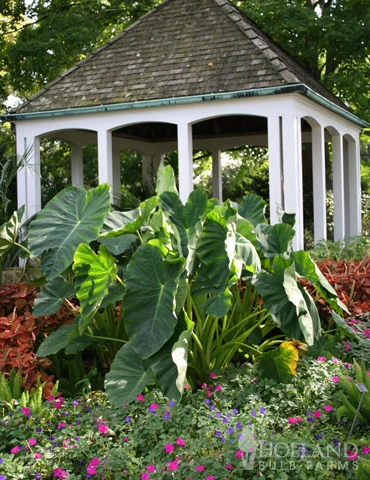 Menu Tropical Dream Garden Collection 5 Menu Tropical Dream Garden Collection - Image 3