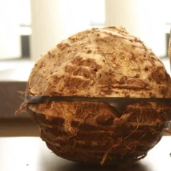 Menu Tropical Dream Garden Collection 18 Menu Tropical Dream Garden Collection -US Garden Plants Sales 2024 72101 elephant ear 3 1